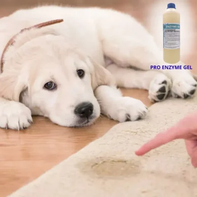 Koniec z horrorem kociego i psiego moczu! Poradnik trwałego usuwania plam i zapachu (bez maskowania)